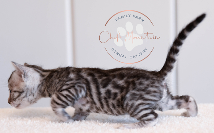 Bengal kitten for sale